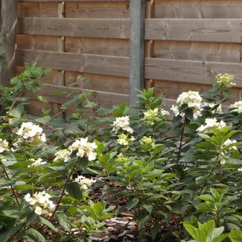 Hydrangea paniculata 'Dart's Little Dot'