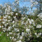 Amelanchier laevis 'Ballerina' - Amelanchier laevis 'Ballerina'