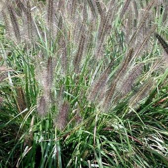 Pennisetum alopecuroides 'Moudry'