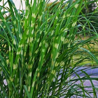 Miscanthus sinensis 'Strictus'