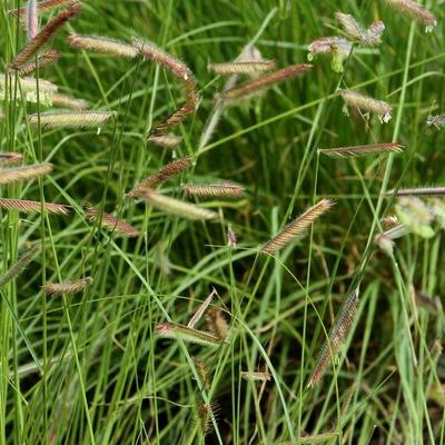 PEIGNE GAZON, HERBE À MOUSTIQUES - Bouteloua gracilis