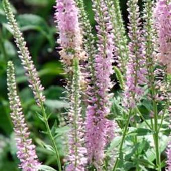 Veronica spicata 'Fairytale'