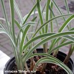 Tulbaghia violacea 'Silver Lace' - 