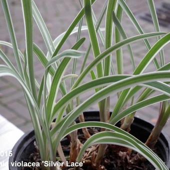 Tulbaghia violacea 'Silver Lace'