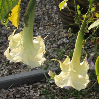 Brugmansia 'Big Jim'