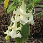 Brugmansia 'Big Jim' - 