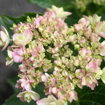 Hydrangea macrophylla ENDLESS SUMMER 'Twist-n-Shout'