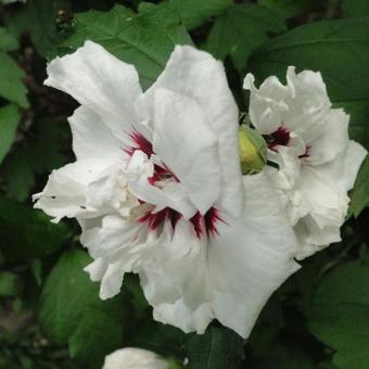 Hibiscus syriacus 'Lady Stanley'