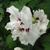 Hibiscus syriacus 'Lady Stanley'