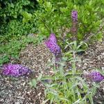 Buddleja davidii 'BUZZ Pink Purple' - 