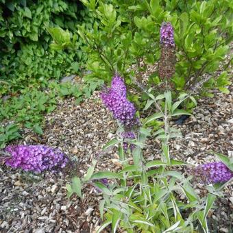 Buddleja davidii 'BUZZ Pink Purple'