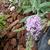 Buddleja davidii 'BUZZ Violet'