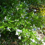 Ceanothus thyrsiflorus 'Skylark' - 