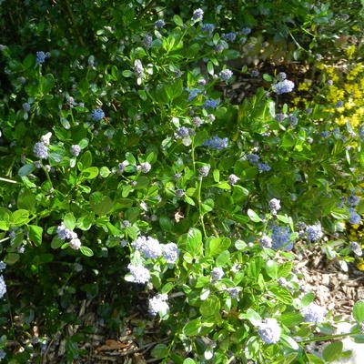 Ceanothus thyrsiflorus 'Skylark' - 