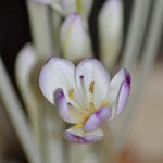 Colchicum byzantinum - 