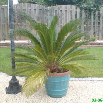 Cycas revoluta