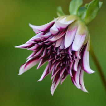 Dahlia 'Tartan'