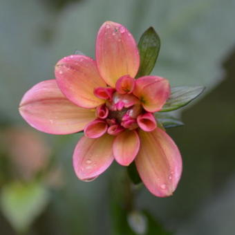 Dahlia 'Groovy'