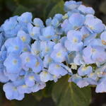 Hydrangea macrophylla 'Bodensee' - 