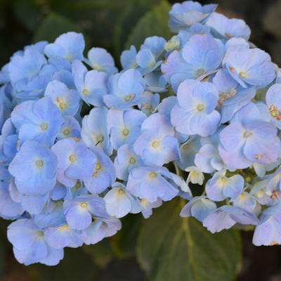 Hydrangea macrophylla 'Bodensee' - Hydrangea macrophylla 'Bodensee'