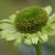 Echinacea purpurea 'Green Jewel'