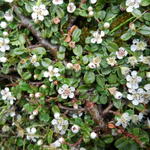 Cotoneaster  microphyllus - Kleinblättrige Zwergmispel