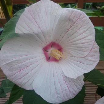 Hibiscus moscheutos 'EXTREME Sparkle'