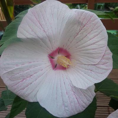 Hibiscus moscheutos 'EXTREME Sparkle' - 