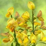 Cytisus x boskoopii 'Apricot Gem' - 