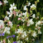 Gaura lindheimeri 'GEYSER White' - 