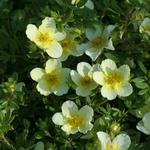 Potentilla fruticosa 'Limelight' - 