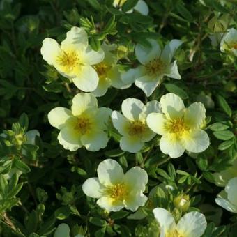 Potentilla fruticosa 'Limelight'