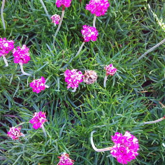 Armeria maritima 'Rosea Compacta'