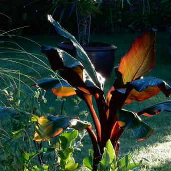 Ensete glaucum