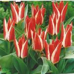 Tulipa 'Pinocchio' - 