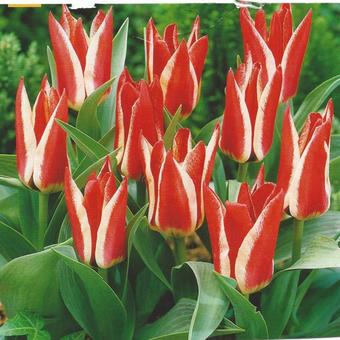 Tulipa 'Pinocchio'