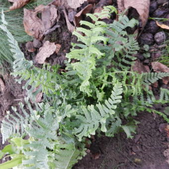 Dryopteris affinis 'Cristata'