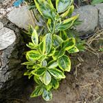 Euonymus japonicus 'Ovatus Aureus'  - 