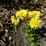 Doronicum orientale 'Leonardo Compact' - 