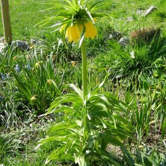 Fritillaria imperialis 'Lutea'