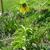 Fritillaria imperialis 'Lutea'