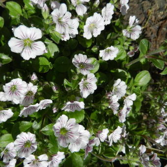 Gypsophila cerastioides 'Pixie Splash'