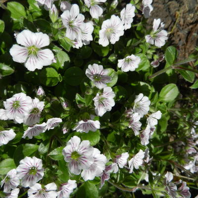 Gypsophila cerastioides 'Pixie Splash' - 