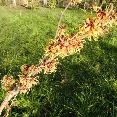 Hamamelis x intermedia 'Jelena' - 