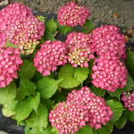 Hydrangea macrophylla 'Glowing Embers' - 