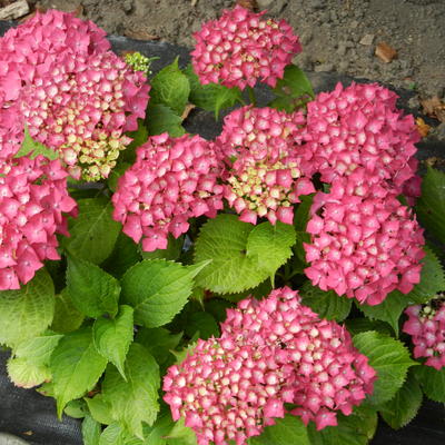 Hydrangea macrophylla 'Glowing Embers' - Hydrangea macrophylla 'Glowing Embers'