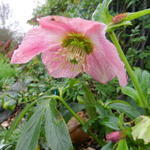 Helleborus purpurascens - 