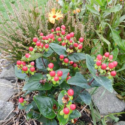 Hypericum 'MIRACLE Grandeur' - 