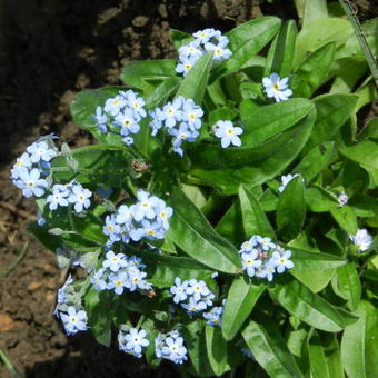 Myosotis sylvatica 'NINA Early Blue'