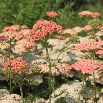 Achillea millefolium 'Lachsschönheit'